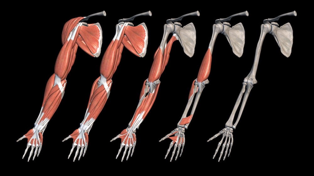 Best Free Anatomy Apps for Mac for Medical Students