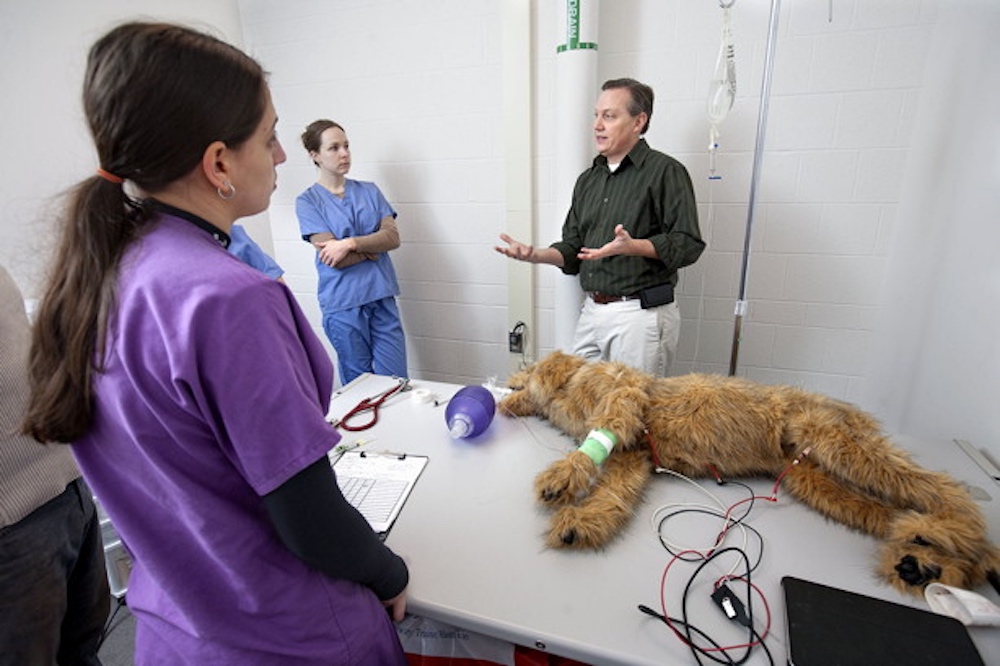 Innovative Expansion of Simulation into Veterinary Medicine