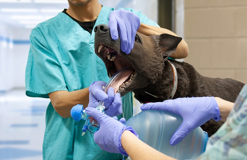 TacMed Develops Advanced Canine Trauma Simulator for First Responder Training