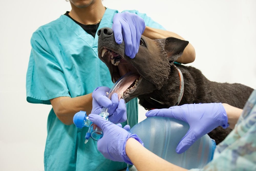 TacMed Tips for K9 Based Simulation Operators