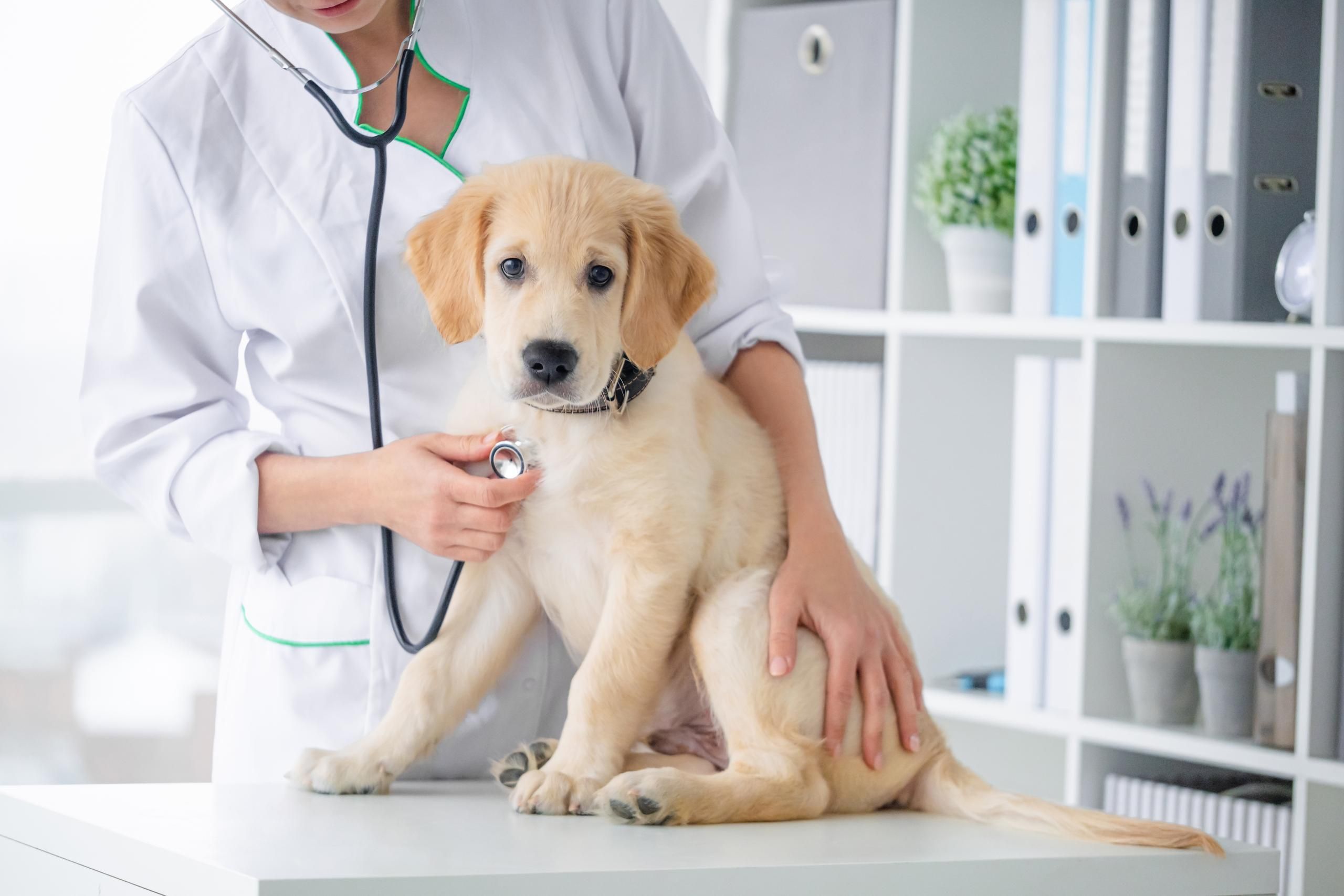 Veterinary Simulation