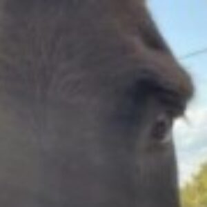 Profile photo of Nicki Tarant